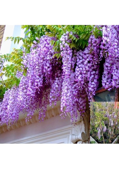 Purple Wisteria Seedling Mor Salkım Fidanı 10-20 Cm