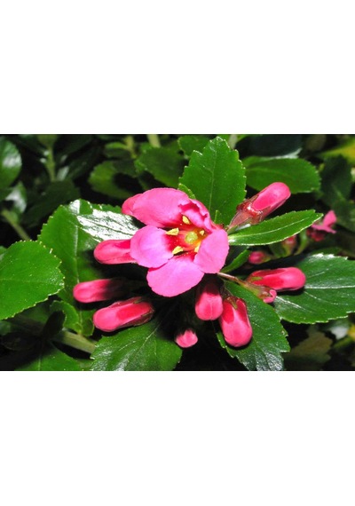 Pembe Çiçekli Eskolonya 'Escallona Cardinalis' 5'li Set