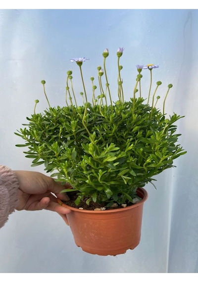 Mavi Çalı Papatyası-maviş 1 Adet Saksılı15-30cm Bahçe Peyzaj Bitkisi Blue Daisy