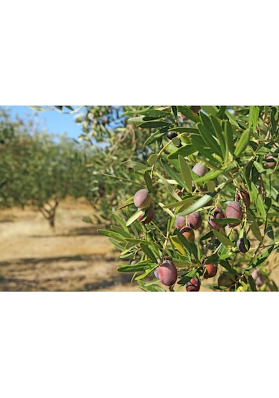 Zeytin Yaprak Gübresi 5 Kg 1 kg