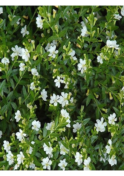 Videolu Beyaz Kufeya Çiçeği 20 40 Cm 1 Adet Saksılı Çiçekli Bodur Bitki Cuphea Hyssopifolia