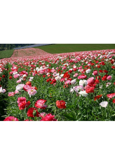 Karışık Renkli Gelincik Tohumu 1000+ Tohum N112598