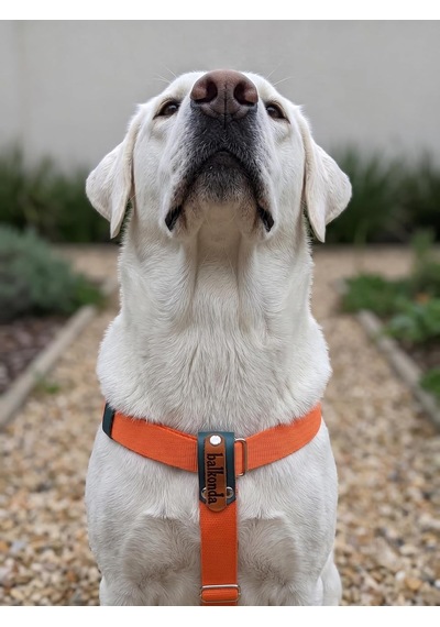 Köpek Göğüs Tasması Orta Ve Büyük Irk Ayarlamalı Kolon Kordon Neon Turuncu