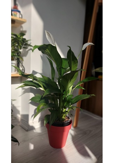 Spathiphyllum - Barış Çiçeği 60cm 6287