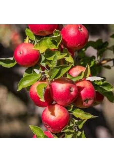 15 Adet Tohum Nadir Bodur Bonsai Niğde Amasya Elma Saksı Toprak