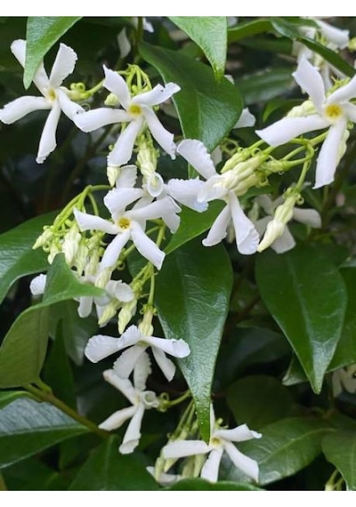 Yoğun Kokulu Ful Yasemin Çiçeği 1 Adet Saksılı/ Tüplü 40-50 Cm Star Jasmine