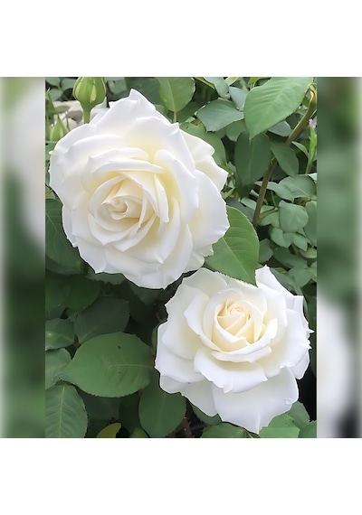 Beyaz Gül 40-70 Cm Tüplü