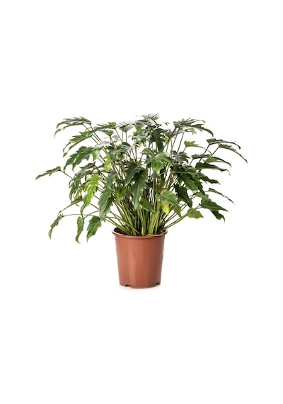 Phılodendron Xanadu