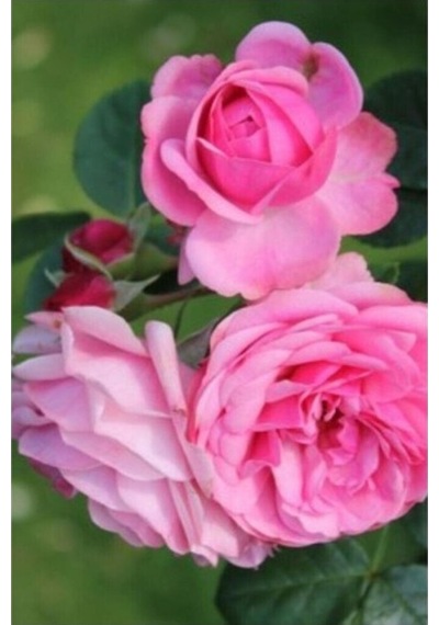 Isparta Gülü Fidanı Rosa Damascena 10-20 Cm