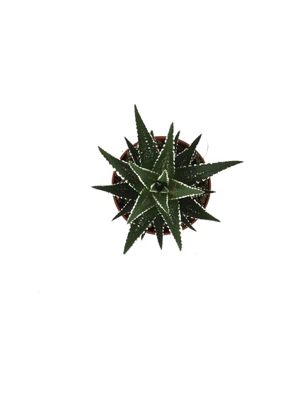 Haworthia Fasciata (Sukulent) Ø5,5 CM Y0-10 CM