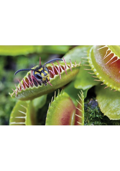 Venus Fly Trap Tohumu Ekim Seti 5 Tohum Venüs Fly Trap Etobur