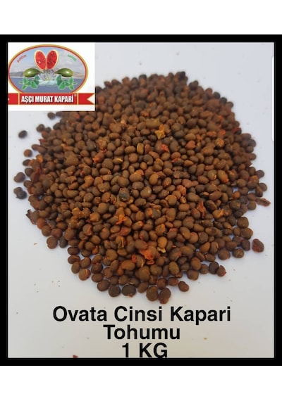 Kapari Tohumu 1 KG Aşçı Murat Kapari