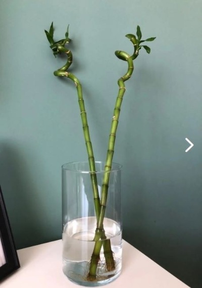 Dekoratif Silindir Cam Bambu Canlı Kuru Çiçek Vazo 10x20 Cm