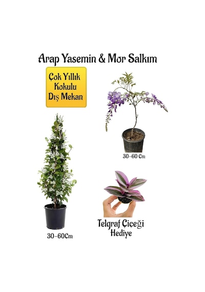 Kokulu Arap Yasemin Çiçeği+mor Salkım Ağacı Fidanı Telgraf Çiçeği Peyzaj Seti