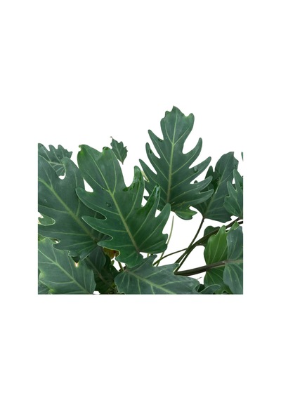 Philodendron Xanadu Ø21 CM Y60-70 CM