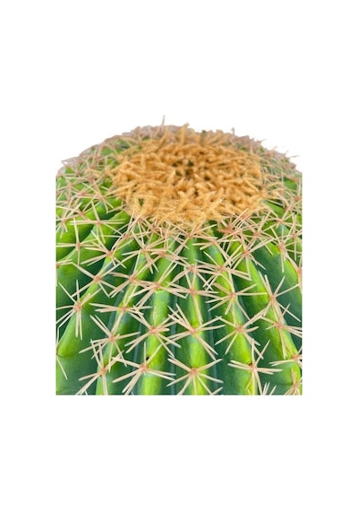 Yapay Çiçek Echinocactus Grusonii Altın Fıçı Kaktüs Siyah Saksıda 50 35cm Cactüs Sk4010s