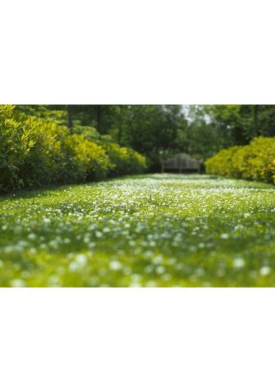 Xeriscape Mix Çayır Mera için Çim Tohumu Karışımı 10 kg