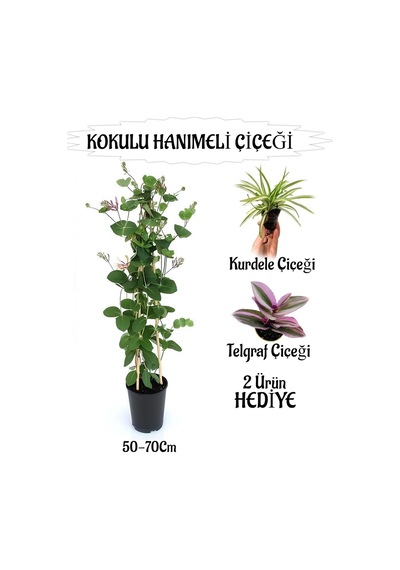 Mis Kokulu Hanımeli Çiçeği 1 Adet+kurdele-telgraf Çiçekleri Hediye