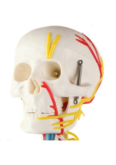 İnsan İskeleti Modeli Sinirler, Kan Damarları Ve Kalp İçerir , 85 Cm - İskelet Maketi 01