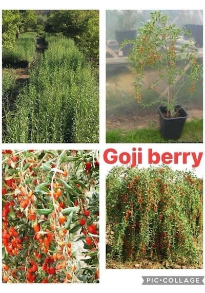 Gojiberry Fidanı 2 Adet 2 Yaş