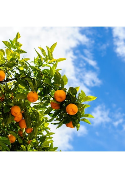 Satsuma Mandalina Fidanı Bol Verimli