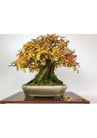 Nadir Ithal Bodur Sarı Alıç Bonzai Ağacı Tohumu 3 Tohum Bonsai Tohumu