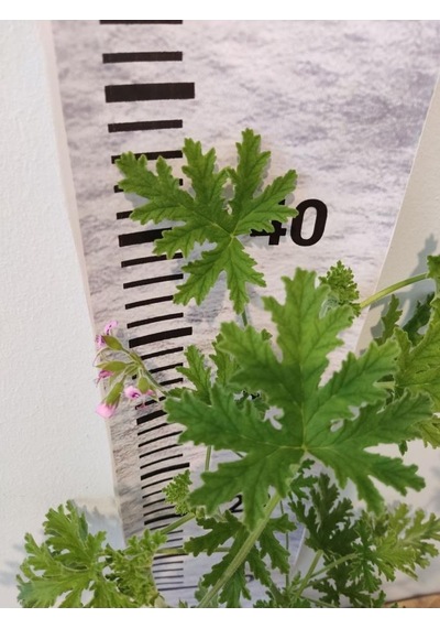 Itır Çiçeği Fidanı Hoş Kokulu Iç Ve Dış Mekan Bitkisi 10-20 Cm