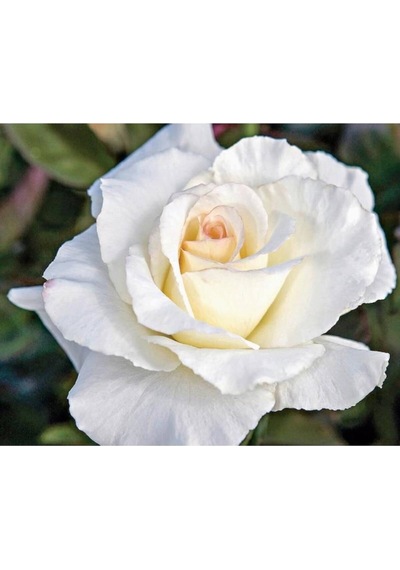 Videolu Beyaz Sarmaşık Gül Fidanı Kokulu 90 140 Cm Saksılı Aşılı Gül White Rose