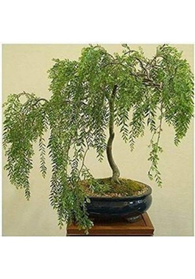 Nadir Ithal Kıbrıs Akasya Bonzai Ağacı Tohumu 5 Tohum Bonsai Tohumu