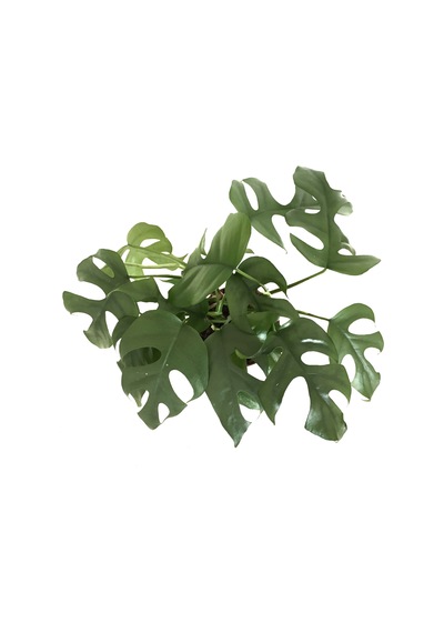 Monstera Minima (Deve Tabanı) Ø12 CM Y25-30 CM
