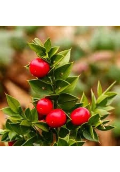 5 Adet Tohum Nadir Tavşan Memesi Bitki Ağaç Bonsai Tohumu