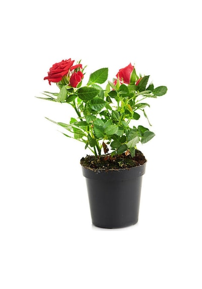 1 Adet Kırmızı Gül Fidesi 45-75cm Saksılı\tüplü Red Rose Sapling