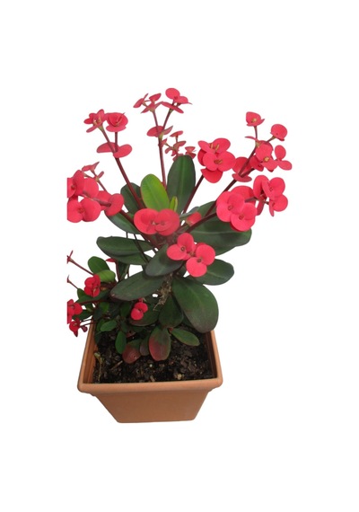 Eubhorbia Bodur Dikenler Tacı Prenses Pembe Mini Boy 7.5cm