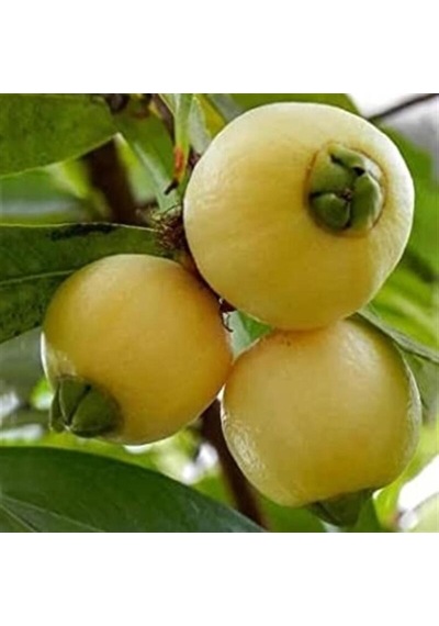 Gül Elması Fidanı Rose Apple 4 Yaş 100 Cm Nadir Tür
