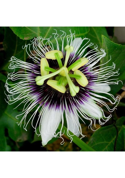 Eko Paket Passiflora Çiçeği Tohumu Çarkıfelek Tohumu 25 Tohum+Hed