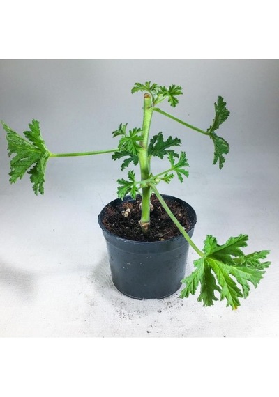 Pelargonium Graveolens - Itır Bitkisi Mis Kokulu 8.5 Cm Saksıda