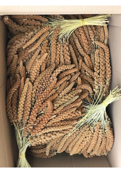 Murtcu Kızıl Dal Darı Protein Deposu Organik Kuş Yemi 1 Kg