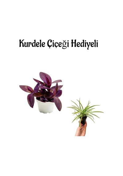 Kadınlar Gününe Özel Mor Telgraf- Kara Sevda Çiçeği Kurdele Çiçeği Hediyeli