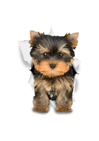 Kahverengi Yorkie Araba Sticker Dekorasyon Yapıştırma