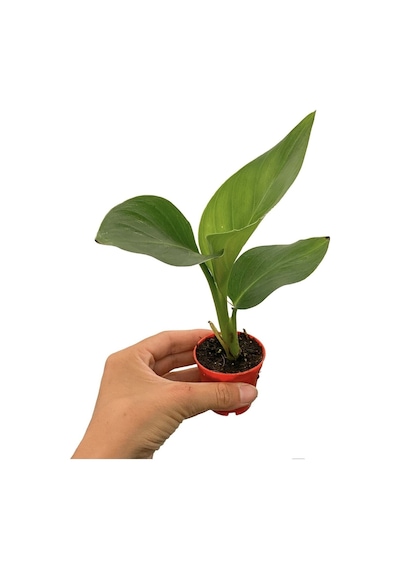 Mini Saksıda Starliçe Cennet Kuşu Çiçeği 5 15 Cm 1 Adet Salon Bitkisi Strelitzia Nicolai