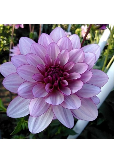 Dev Çiçekli Lauren Michele Dahlia Yıldız Çiçeği Yumrusu 1  Adet