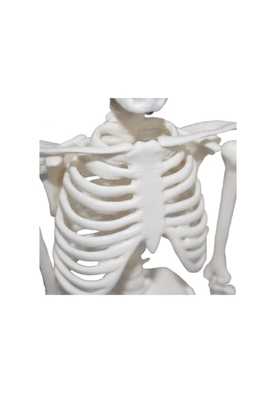 Tam İskelet Maketi 45 CM Model 4
