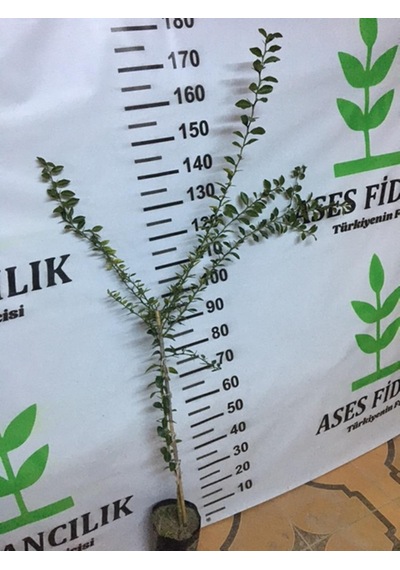 Tüplü Nadir Bir Çeşit Fingerlime Parmak Limon