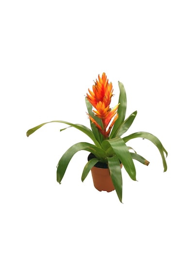 Vriesea Intenso 'Orange' (Alev Kılıcı Çiçeği) Ø12 CM Y30-35 CM