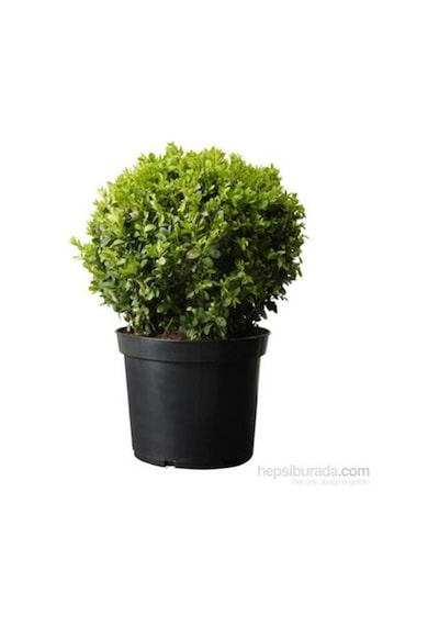 Sütun Taflan Yarı Bodur Çit Bitkisi Roket Şimşir Fidanı Green Spire 10-20 Cm