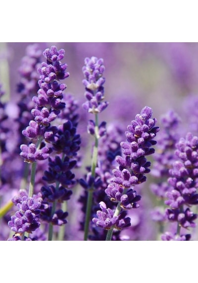 Lavanta Tohumu Yerli Lavandula 100 Adet N11493