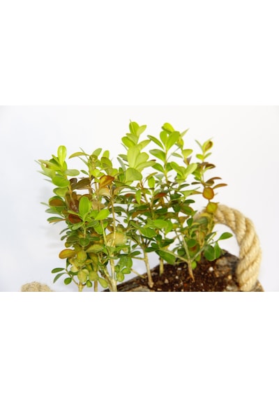 Ofis Bitkisi Buxus - Twin Set  5864