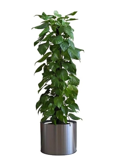 Safestore Saksı Çiçek Duvar Çıkartması, İç/dış Mekan Kullanımı, Siyah Renk, 90 Cm X 30 Cm Diğer
