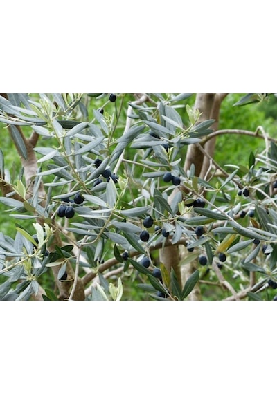 Bonsai Zeytin Olea Europeana Macro Bonsai 3 Adet
