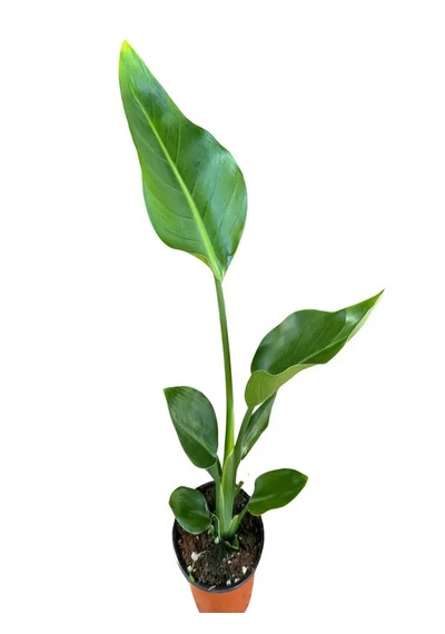 Starliçe Cennet Kuşu 50-60 Cm Tek Gövdeli